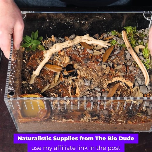 2.1K views · 42 reactions | Today I am building an enclousre for my Aphonopelma bicoloratum using the @tarantulacribs Large cuboid Crib! Get 10% OFF the BEST Tarantula enclosures in the hobby NOW when you use the code TTC10 at checkout! https://www.tarantulacribs.com/?ref=TheTarantulaCollective All the substrates and natural products I use come from @thebiodude! Use my link to help support this channel: https://www.thebiodude.com?dt_id=1400014 | The Tarantula Collective | Facebook