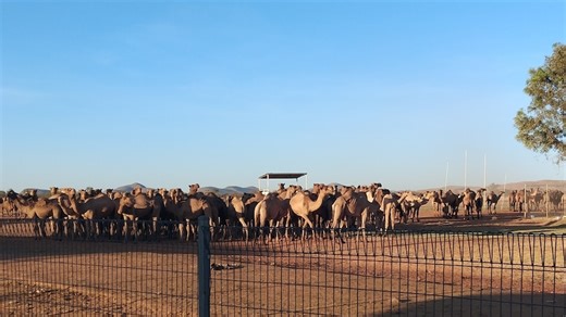 'Large bull camels weighing hundreds of kilos' move into NT communities