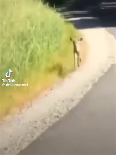 Comprar ingredientes: un lío de tomates y pimientos