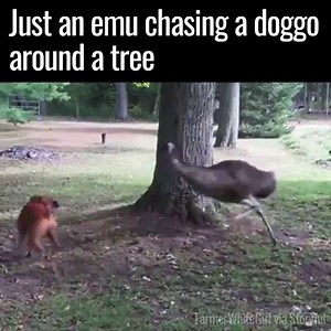 I could watch this all day 😂😂 | UNILAD