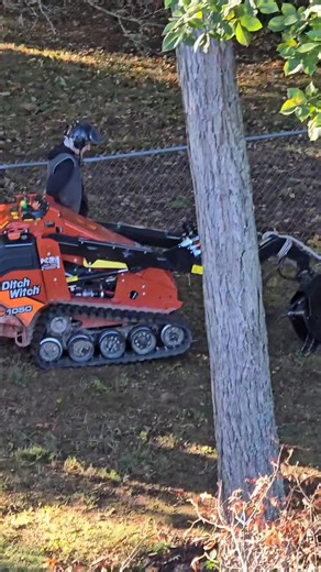 Trees are awesome and did you know the only acceptable time to wear spikes/gaffs on a tree is during removal or rescues? This pint oak was previously pruned with spikes which potentially brought the long term demise of this tree due to introducing disease into the wounds created by spikes. If your tree guys wears spikes for prunes he shouldn't be your tree guy.... We want some more prunes! Tree retention is cool!! | Branch Out Tree Service TN