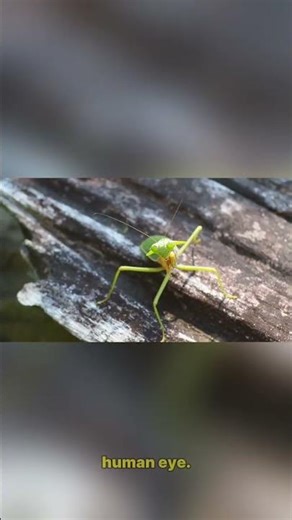 5 Mind Blowing Facts About Praying Mantises