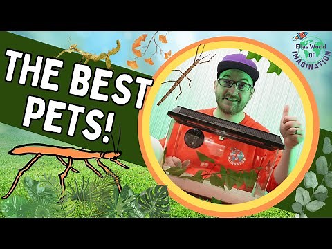 Care Guide for Indian Stick Insects: TOP 5 Reasons Why They're The BEST Pets!