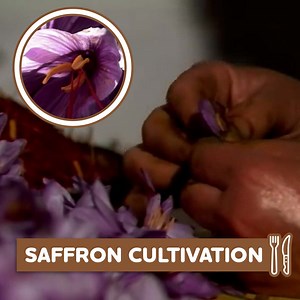 70K views · 2.6K reactions | The intricate process of SAFFRON cultivation and manufacture | Eugenio Monesma Documentaries | Facebook
