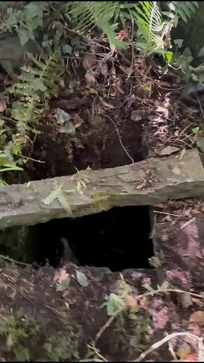 So because it's a lovely sunny day you will get not 1 BUT 2 heroic stories of two team members going out of their way to save two different animals. 🥰 First may I present to you a badger stuck in a well. Now who might you ask would we send out to such a rescue...? You guessed it. Hero volunteer Jass, not that we actually asked her, she saw the email and bolted out the door 🤣 She managed to get him out of the well and he decided not to stick around for some chicken and rehydration solution she 
