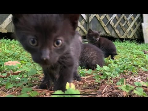 😼HOW TO TAME WILD KITTENS IN 10 MINUTES😺😻😽