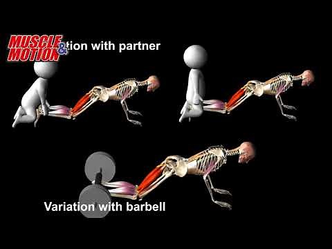 Nordic Hamstring Curl Anatomy