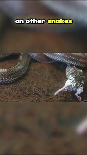 Top Ten Species from the Indonesian Archipelago: Hidden Danger