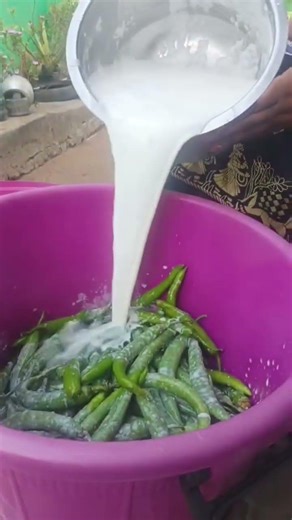 మజ్జిగ మిరపకాయ😋