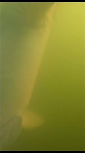 POV you're the fish on my stringer