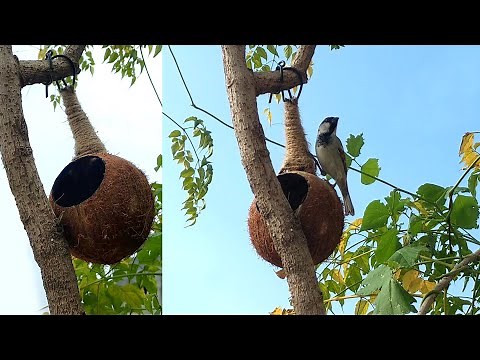 How to make Bird House from Coconut Shell | DIY Simple Bird Nest
