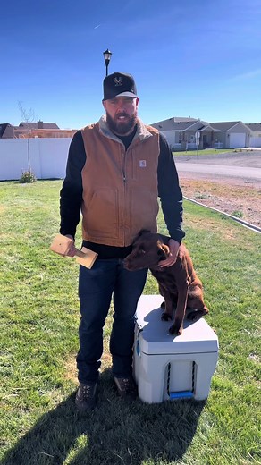 Teaching Your Dog to Force Fetch for Hunting Success