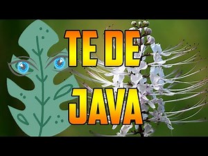 Java Tea #benefits Orthosiphon aristatus 🌿 WHAT IS IT FOR? 🌿Uses🌿 #plants 🌿 #nature ORTHOSIPHON
