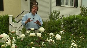 149K views · 5.3K reactions | If you want big and beautiful blooms from your peonies in the spring you need to prepare them for sucess in the fall. Plus, how to extend your growing season with frost blankets. Check out these tips and more in this week's YouTube video. CLICK HERE: https://youtu.be/9WSswYb-uRw | P. Allen Smith | Facebook