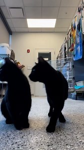 KC Pet Project on Reels