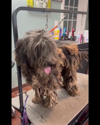 Harry's Grooming- Six Pounds of Pain Removed