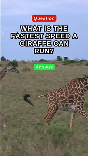What is the Fastest Speed a Giraffe Can Run?