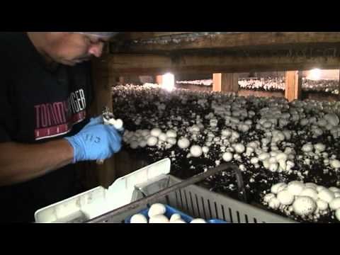 Zbiór pieczarek w USA