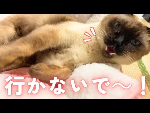 出かけようとすると、甘えん坊保護猫のすりすり攻撃が大変な事になってしまいます…【シャム猫/シャムミックス＆北欧猫/ノルウェージャンフォレストキャット】#cat Japanese Cat Vlog