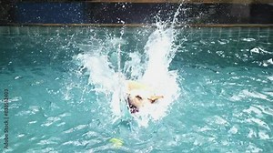 Labrador puppy enthusiastically jumps into pool behind tennis ball. Labrador eagerly catches toy in water, without fear getting wet. Playing in pool perfect entertainment for active, cheerful Labrador