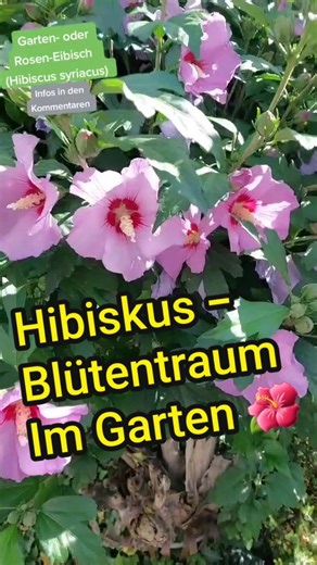 Hibiscus and Eibisch Plant Care Tips for Your Garden
