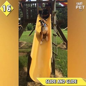 661K views · 7.6K reactions | There were many doggos in 2018 who, despite trying their heckin' hardest, didn't quite hit the mark. Here are some of our faves! | Animal Tales | Facebook