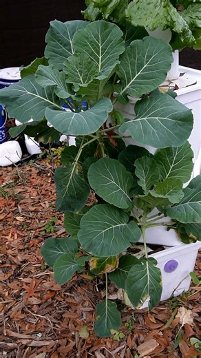 Set It and Forget It Hydroponic Collards! Great for low carb, gluten free wraps! 😀👍🌿 #hydroponics #diy #gardening #towergarden | Keep on Growin'
