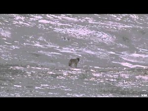 Predator Quest - The Big Dawgs are Running