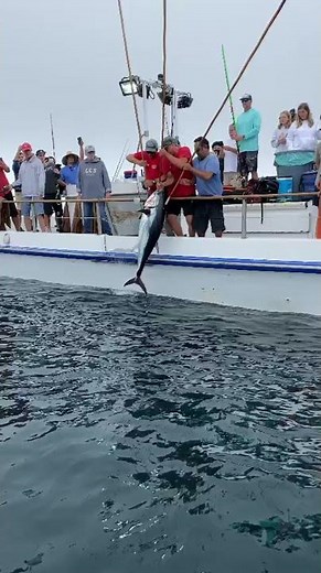 130lb Record Breaking Tuna Caught on AM 1/2 Day in Newport Beach
