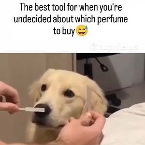 Best Tool 😂 | Golden retriever lover