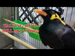 Amazing talking with Hill Myna Bird ASMR