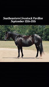 Ocala Horse Sale on Reels