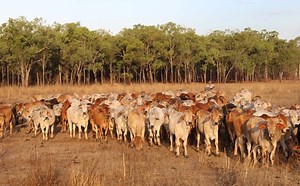 Movement at the Station: Recent property listings   - Beef Central