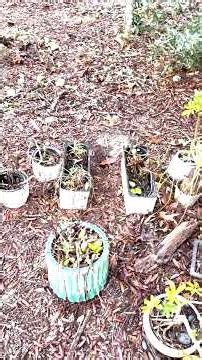 Raining Again & Helping All the Planties - The Ice Cream Banana Tree Has a New Leaf Sprouting