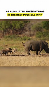 38K views · 266 reactions | In South Africa, a white rhino had the great idea of doing his business in front of a group of hyenas to get rid of unwanted visitors. | The Kiwi | Facebook