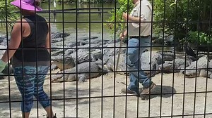 Feeding Live Alligators
