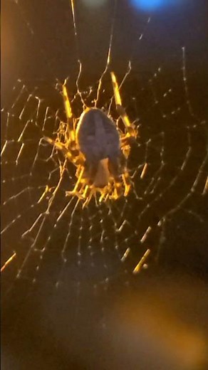 Charlotte's web is real.