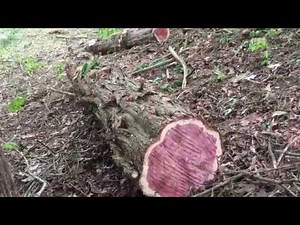 Cutting Down Cedar Trees