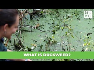 What is Duckweed?