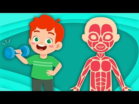 Learn About The Muscles In The Human Body! | Human Body Songs For Kids | KLT