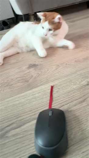 Amur cat cs | Cat Tail