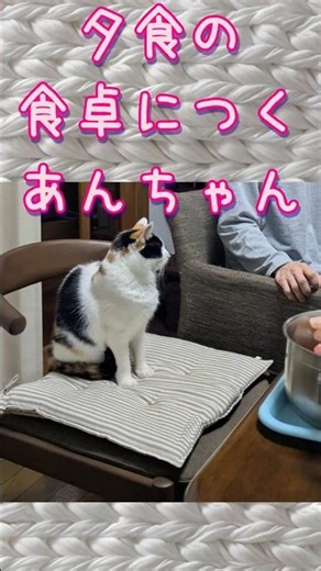 【三毛猫あんちゃん】 夕食に参加するあんちゃん #ねこ #あんちゃん #保護猫