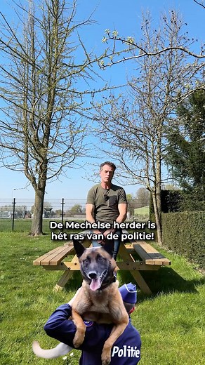 Dit zijn de eigenschappen van een Mechelse Herder! 🐕‍ Een geweldige mix van energie en charme! Wat is het leukste aan jouw hond? #arvidvanputten #dogsvideo #hond #ras #mechelseherder | Arvid van Putten Hondencoach