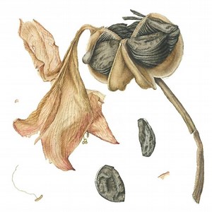 1K views · 135 reactions | BOTANICAL ART TIPS 1 . DOES COMPOSITION...