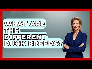 What Are The Different Duck Breeds? - The World of Agriculture
