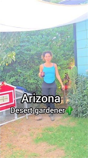 Gardening in the desert 🌵☀️#desertgarden #arizonagarden
