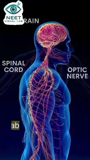 Adrenaline = Superpower Hormone ⚡ Fight or Flight in 55 sec | NEET Biology