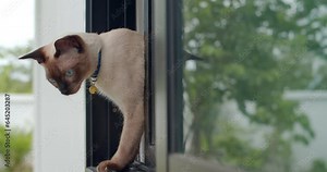 A gray cat pops out of the window and looks startled at the camera.Gray cat look camera.A light Gray cat is looking and making big eyes.