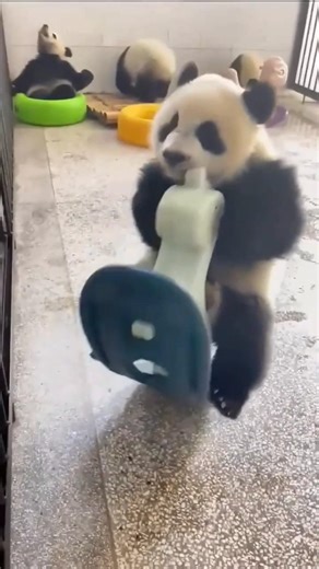 baby panda funny moments 😂