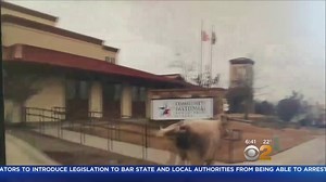 6.4K views · 118 reactions | This cow's on the moooooove. Police near Fort Worth, Texas chased a cow that escaped a butcher shop for nearly two hours earlier this week before two horseback riding cowboys swept in and lassoed in the speedy bovine. Take a look! | CBS New York | Facebook